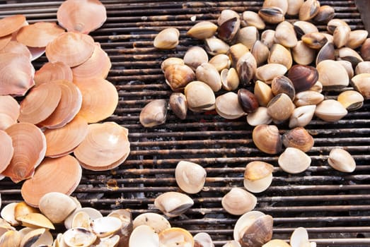 Fire grilled seashell on bbq together with small seashell, use for seafood, health and wellness related concepts
