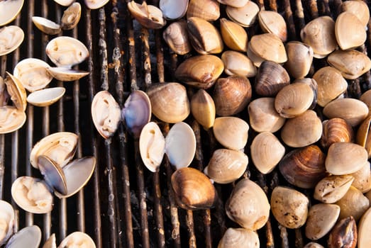 Fire grilled seashell on bbq together with small seashell, use for seafood, health and wellness related concepts
