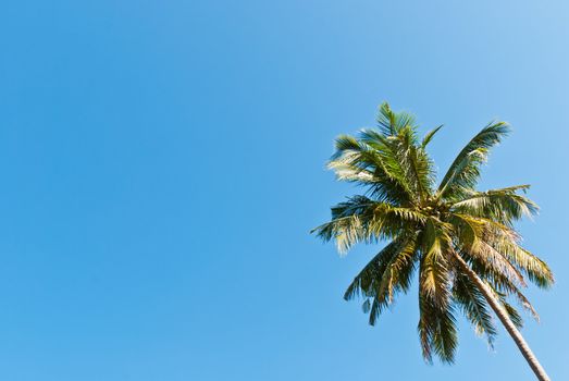 Coconut tree with the bright blue sky, can be use for holiday period concepts.