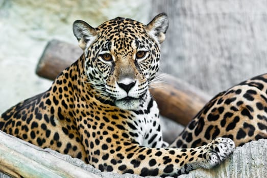 Wild Leopard, taken on a sunny day, can be use for various wild animal concepts and print outs