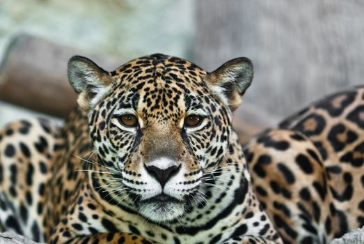 Wild Leopard, taken on a sunny day, can be use for various wild animal concepts and print outs