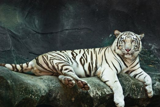 Female wild white tiger from Thailand, taken in a sunny day, can be use for related wild animal concepts and conservation print outs.