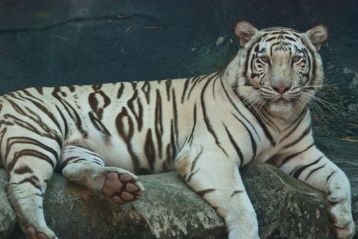 Female wild white tiger from Thailand, taken in a sunny day, can be use for related wild animal concepts and conservation print outs.