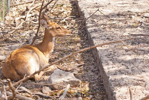 Wild eld or deer, taken in a sunny afternoon, can be use for various wild animal concepts and print outs.