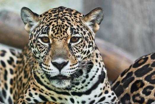 Wild Leopard, taken on a sunny day, can be use for various wild animal concepts and print outs