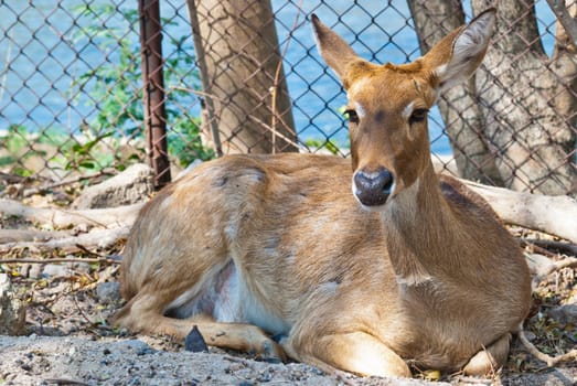 Wild eld or deer, taken in a sunny afternoon, can be use for various wild animal concepts and print outs.