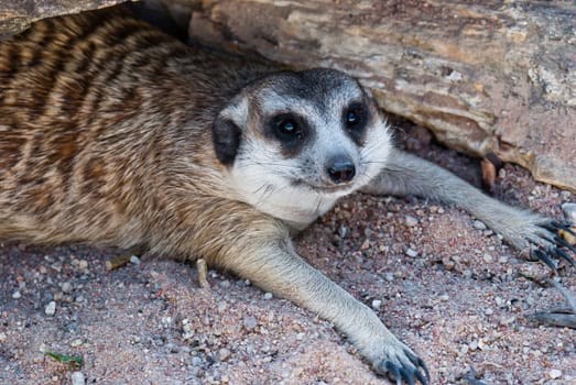 Meerkat with action, can be use for various animal related conceptual design and print outs. Taken on a sunny day.