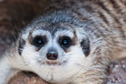 Meerkat with action, can be use for various animal related conceptual design and print outs. Taken on a sunny day.