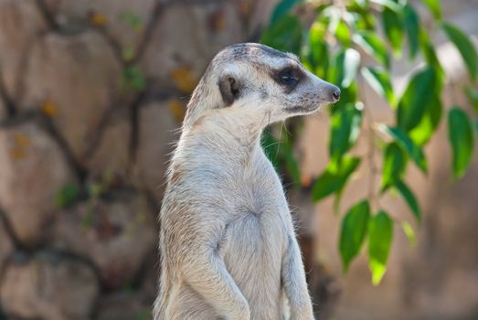 Meerkat with action, can be use for various animal related conceptual design and print outs. Taken on a sunny day.