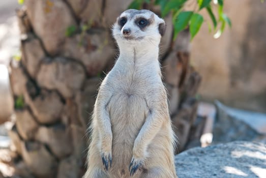 Meerkat with action, can be use for various animal related conceptual design and print outs. Taken on a sunny day.