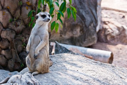 Meerkat with action, can be use for various animal related conceptual design and print outs. Taken on a sunny day.