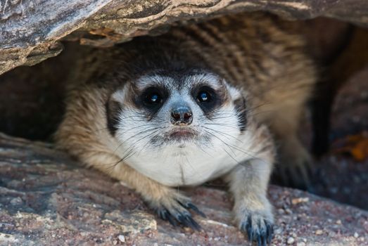 Meerkat with action, can be use for various animal related conceptual design and print outs. Taken on a sunny day.