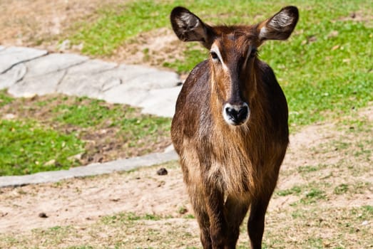 Wild antelope taken on a sunny afternoon, can be use for various wild animal design concept and print outs.