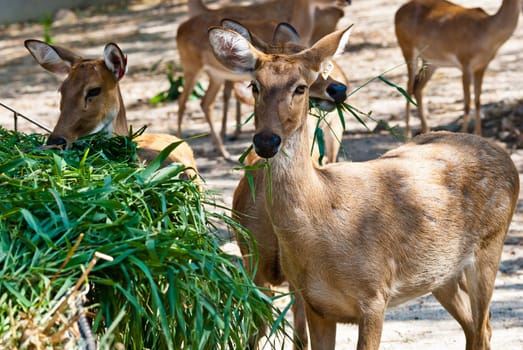 Wild eld or deer, taken in a sunny afternoon, can be use for various wild animal concepts and print outs.