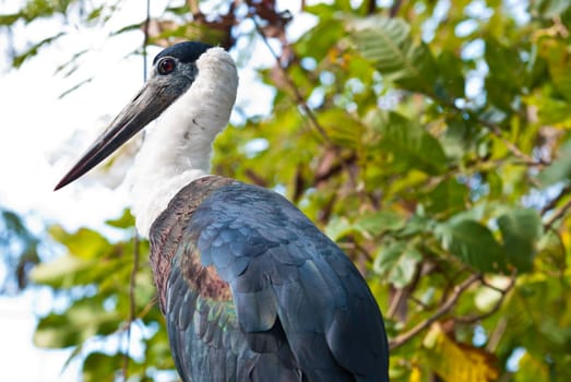 Large Marabou stork taken on a sunny afternoon