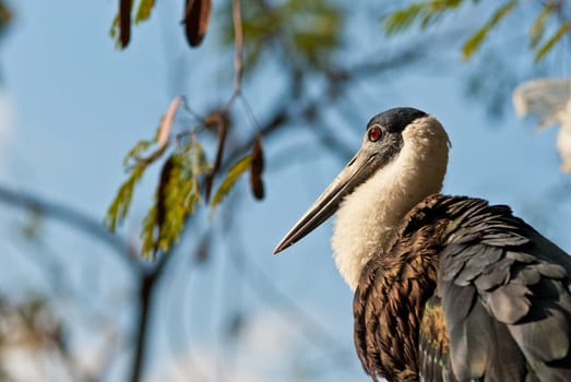 Large Marabou stork taken on a sunny afternoon