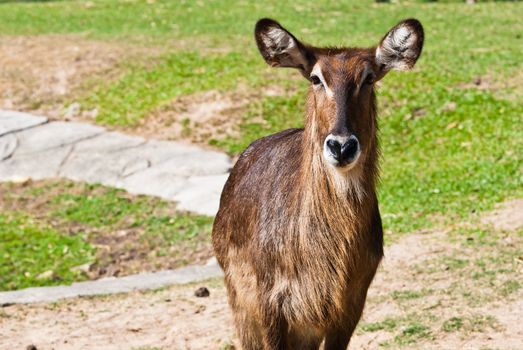 Wild antelope taken on a sunny afternoon, can be use for various wild animal design concept and print outs.