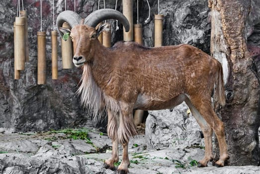 Barbary sheep, taken on a sunny afternoon, useful for various wild animal concepts design and print outs.