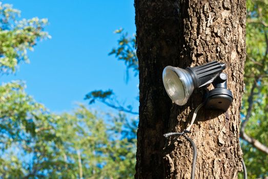 Small spot light on a large tree taken in the morning