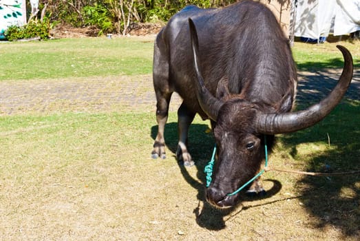 Thai female buffalo taken in the morning at Thailand national park