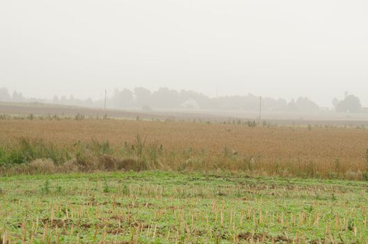 landscape of rural agriculture fields and morning fog.