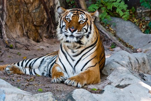 Female wild tiger from Thailand, taken in a sunny day, can be use for related wild animal concepts and conservation print outs.