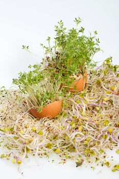 Fresh Alfalfa Sprouts and Spring Easter Egg