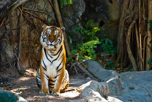 Female wild tiger from Thailand, taken in a sunny day, can be use for related wild animal concepts and conservation print outs.