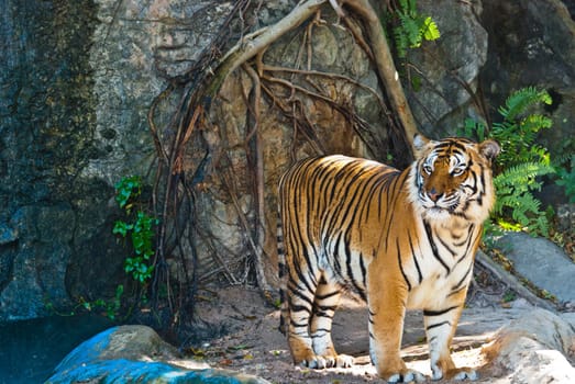 Female wild tiger from Thailand, taken in a sunny day, can be use for related wild animal concepts and conservation print outs.