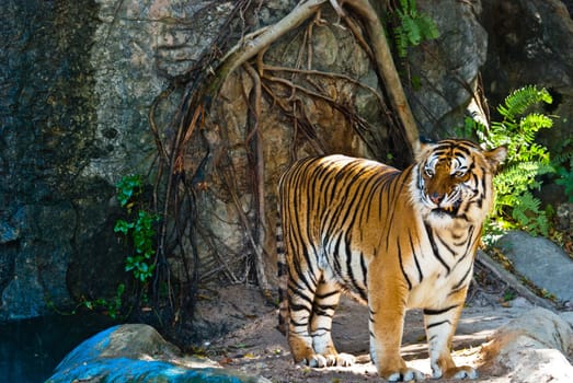 Female wild tiger from Thailand, taken in a sunny day, can be use for related wild animal concepts and conservation print outs.