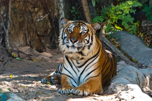 Female wild tiger from Thailand, taken in a sunny day, can be use for related wild animal concepts and conservation print outs.