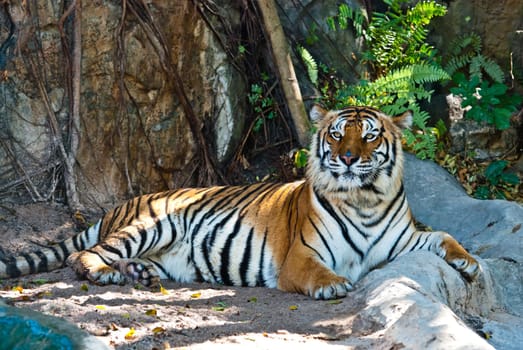 Female wild tiger from Thailand, taken in a sunny day, can be use for related wild animal concepts and conservation print outs.