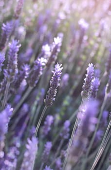 branches of flowering lavender as floral background