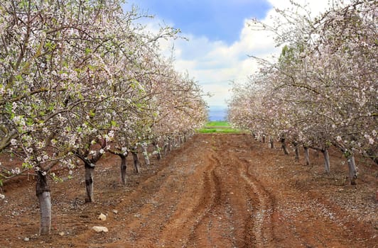 Alley of blooming peach trees against the blue sky