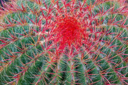 Close-up of a prickly cactus