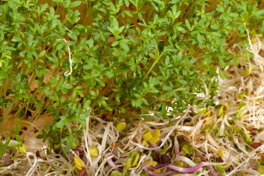 Fresh alfalfa sprouts and cress on white background 