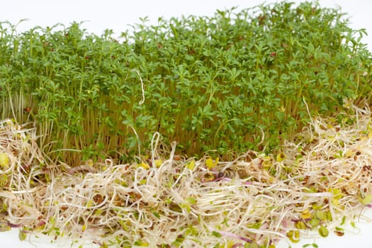Fresh alfalfa sprouts and cress on white background 