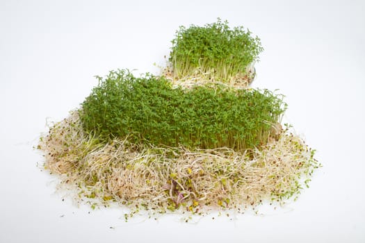Fresh alfalfa sprouts and cress on white background 