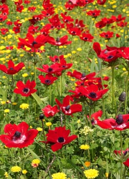 spring field of red poppies as a floral background