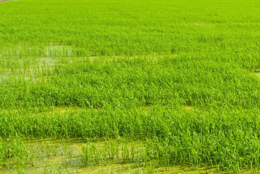 Green rice field taken on a sunny day can be use for background purposes