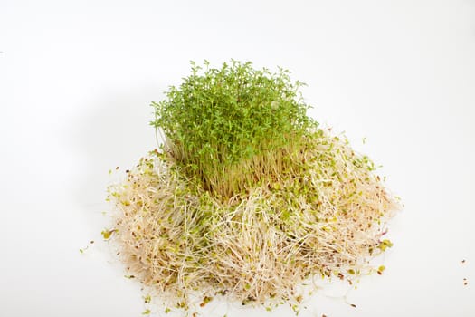 Fresh alfalfa sprouts and cress on white background 