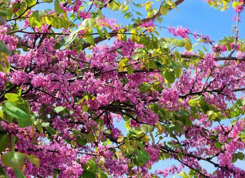 bright red flowers of judas tree on a background of blue sky