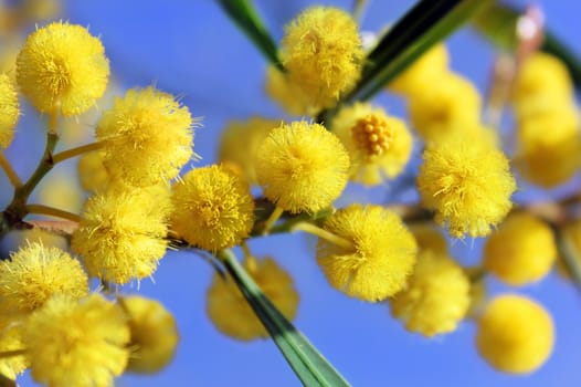 bright yellow flowers of mimosa on a background of blue sky