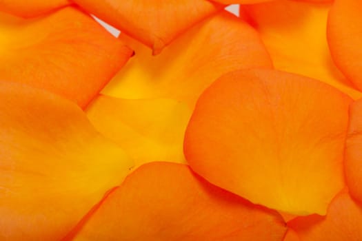Petals of the orange rose isolated on the white background