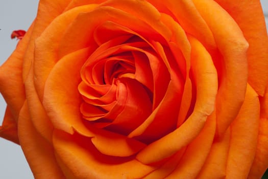 Close up image of single orange rose 