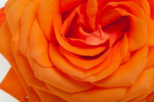 orange single rose isolated on white background