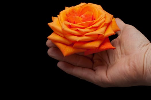 Close up image of single orange rose 