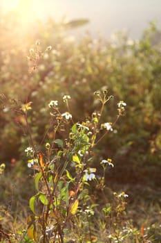 White flowers and grasses under sunshine