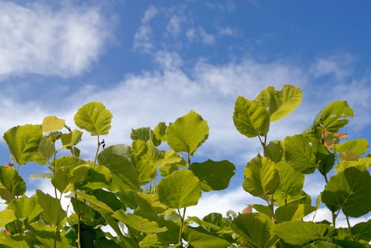 Green leaves over blue cloudy sky