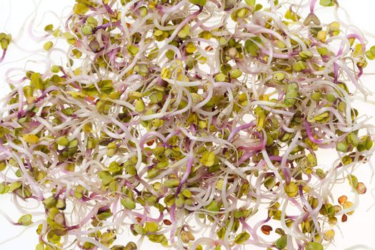 The healthy diet. Fresh sprouts isolated on white background 